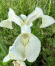 Iris pseudacorus 'Creme de la creme'