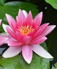 Nymphaea 'Attraction'