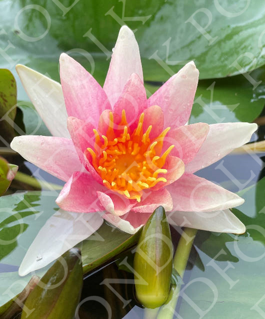 Nymphaea 'Paul Hariot'